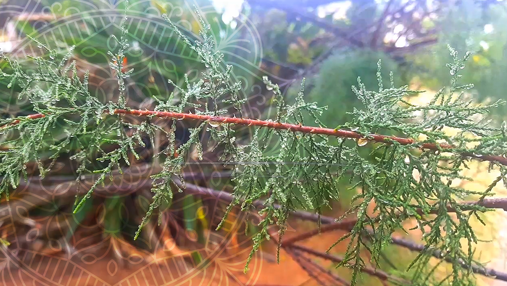 West Coast Rain