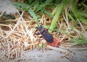 West Coast Bugs life