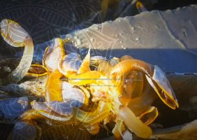 Amazing Sea Creatures