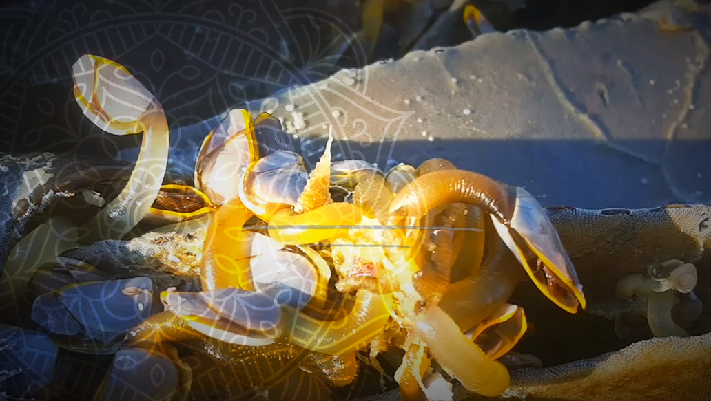 Amazing Sea Creatures