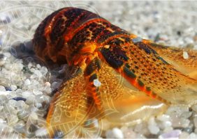 West Coast Crayfish tail and waves