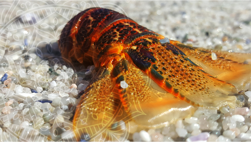 West Coast Crayfish tail and waves