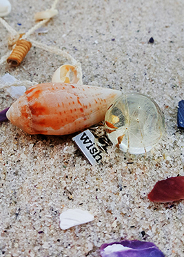 Lambertsbaai Shells West Coast Motivational Inspiration